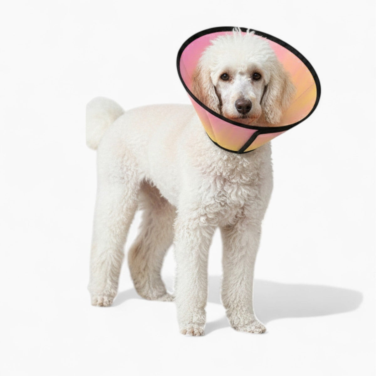princess - Soft Iggy Cone & Elizabethan Collar