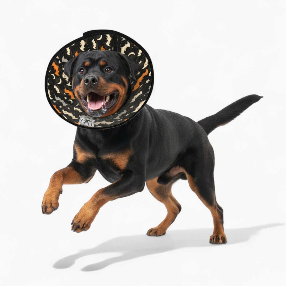 Zoya - Soft Iggy Cone & Elizabethan Collar