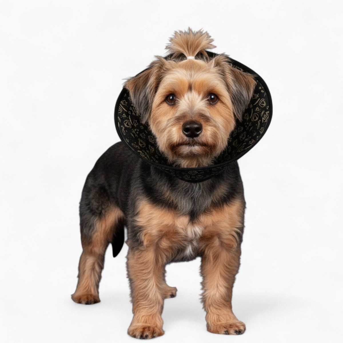 Nova - Soft Iggy Cone & Elizabethan Collar
