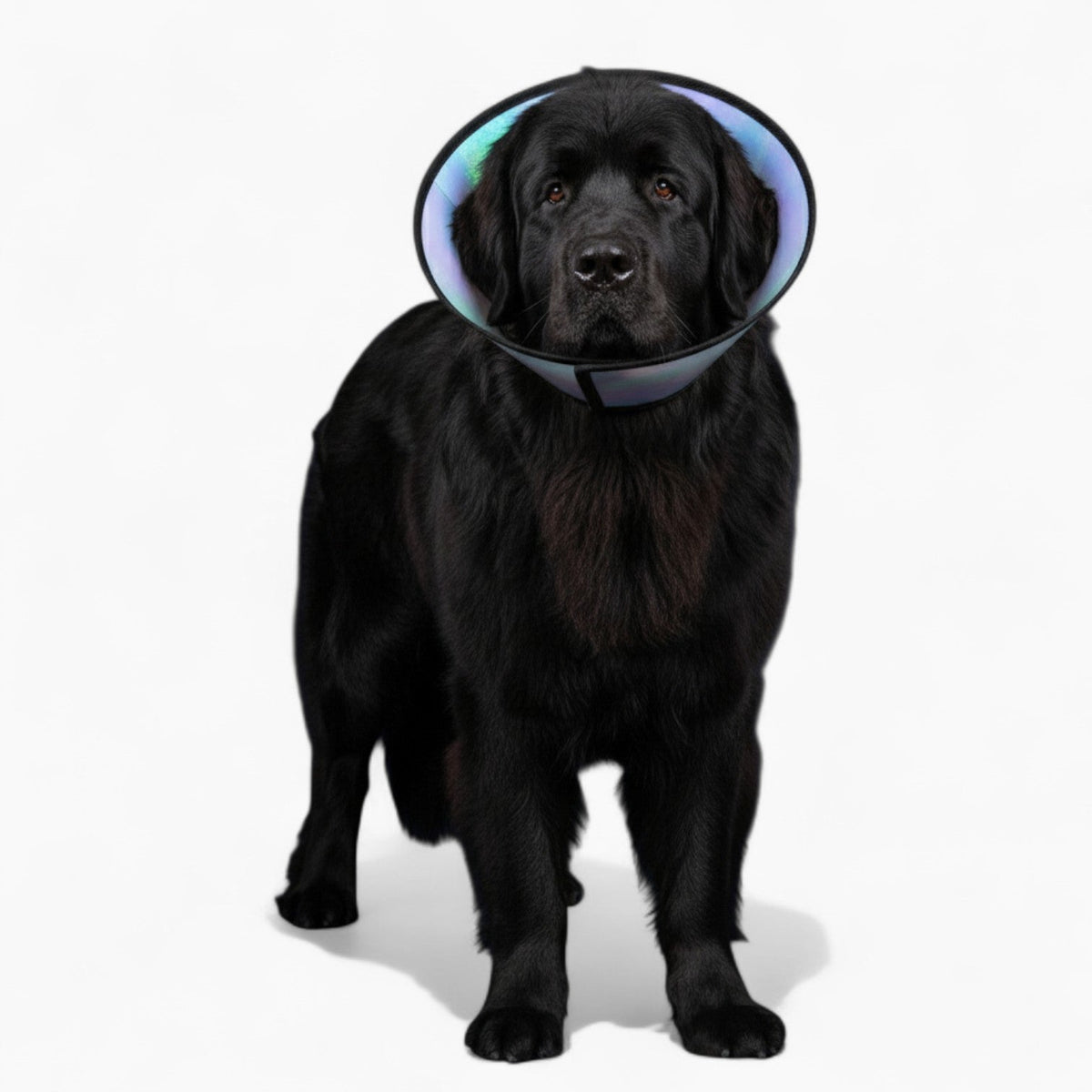 Angel - Soft Iggy Cone & Elizabethan Collar