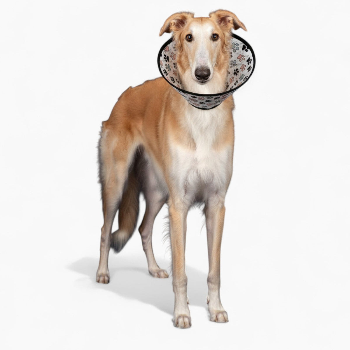 Lolita - Soft Iggy Cone & Elizabethan Collar