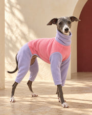 Pink & Lavender Four-Leg Iggy Suit, worn by an Italian Greyhound