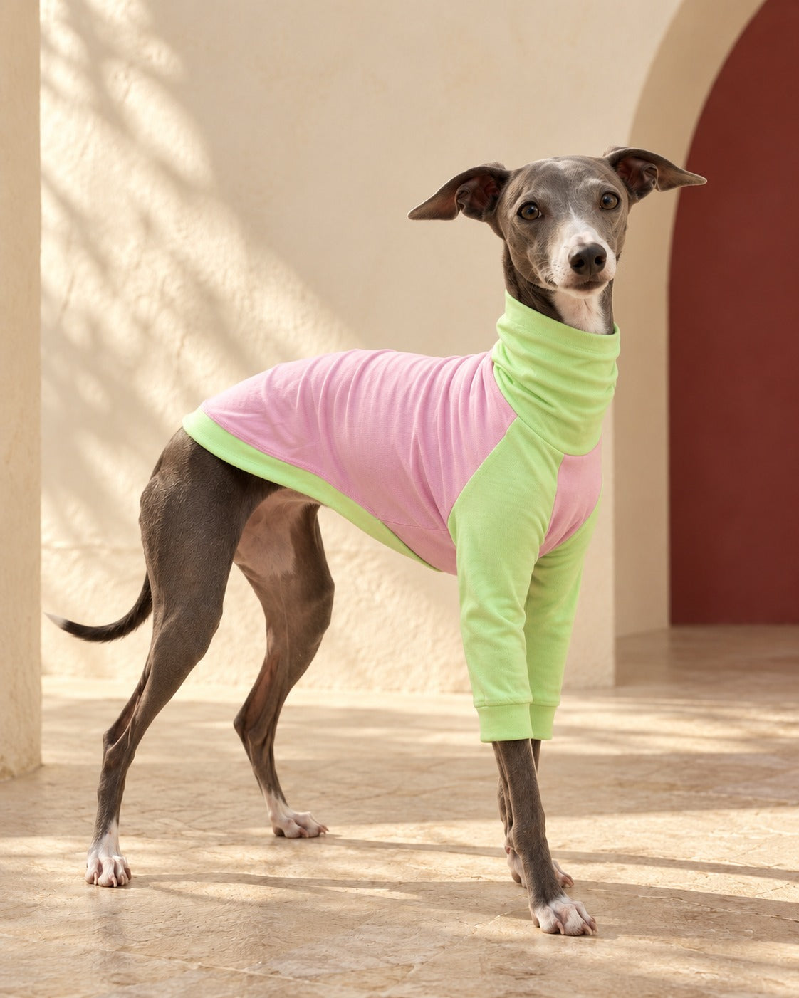 Pink & Lime Cotton Iggy Top in Pink, worn by an Italian Greyhound