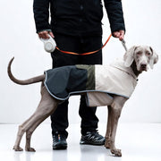 Dog wearing a waterproof colorblock raincoat