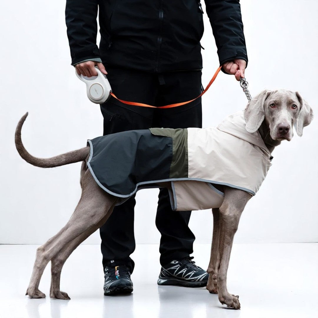 Dog wearing a waterproof colorblock raincoat
