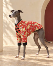 Red Koi-Print Iggy Celebration Jacket, worn by an Italian Greyhound
