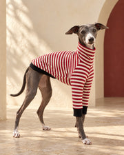 Red Stripe Cotton Iggy Pullover, worn by an Italian Greyhound