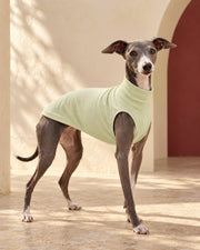 Slub Cotton Sleeveless Iggy Top in Spring Green, worn by an Italian Greyhound