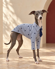 Star Stripe Cotton Iggy Shirt & Tie, worn by an Italian Greyhound