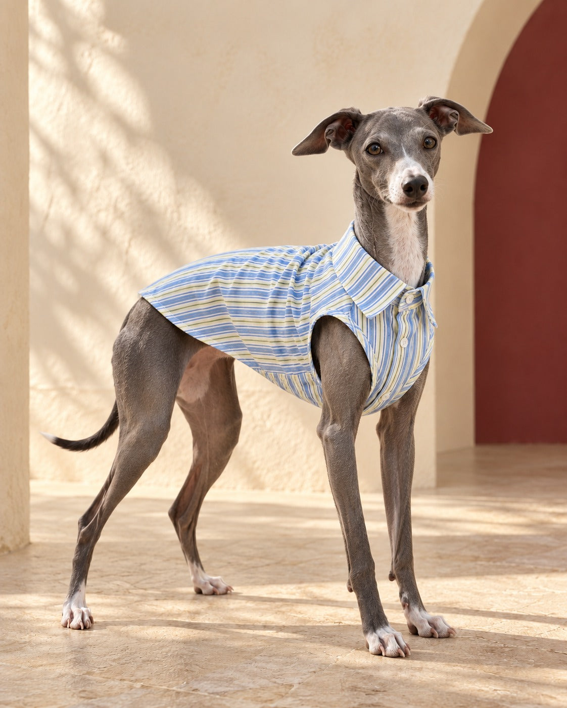 Striped Cotton Sleeveless Iggy Shirt, worn by an Italian Greyhound