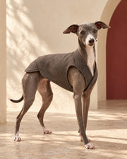 Tailored Iggy Waistcoat, worn by an Italian Greyhound