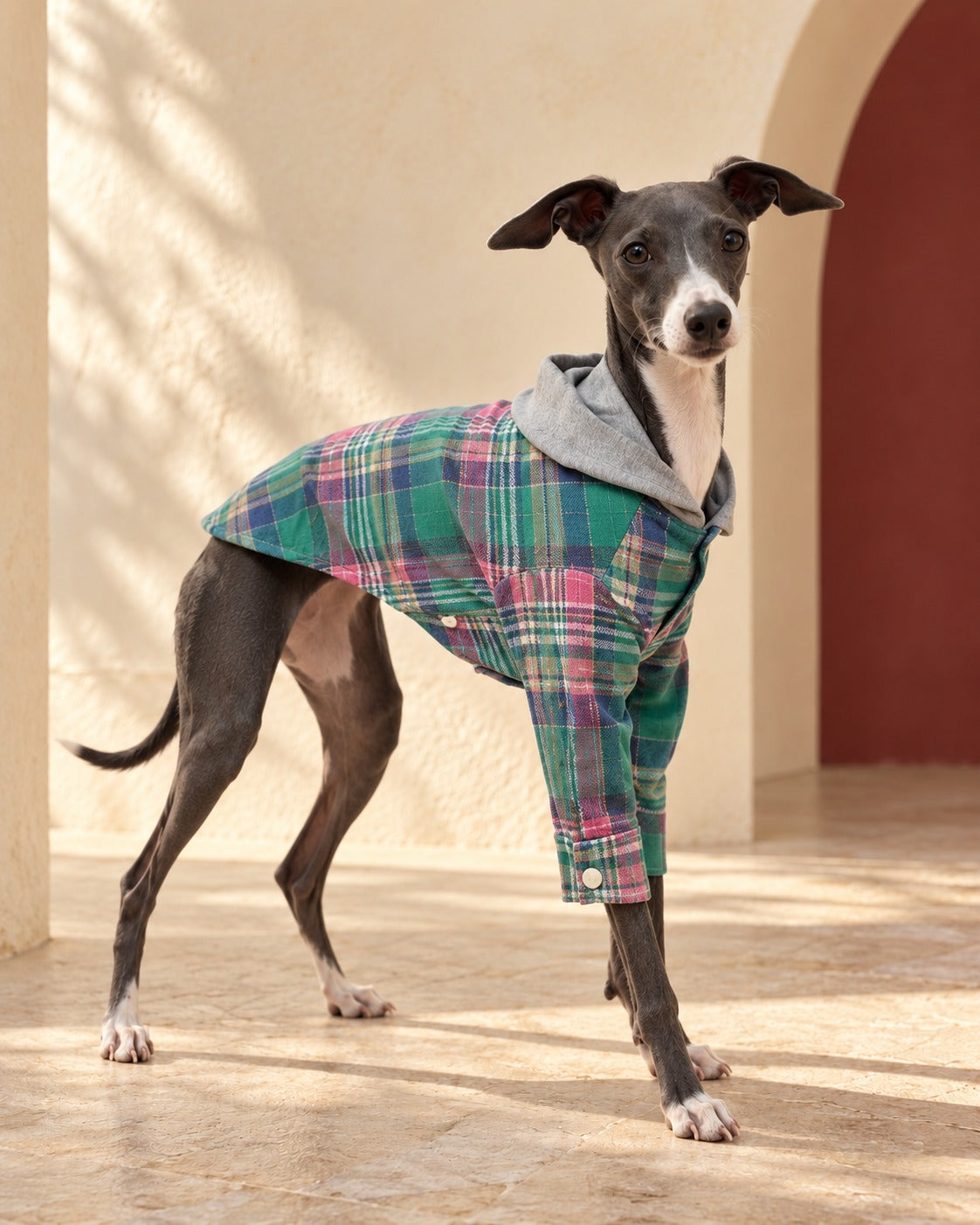 Tartan Cotton Iggy Hoodie, worn by an Italian Greyhound
