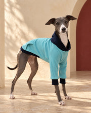 Teal Contrast-Trim Iggy Hoodie, worn by an Italian Greyhound