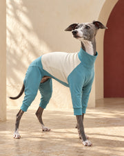 Teal & Cream Four-Leg Iggy Summer Suit, worn by an Italian Greyhound