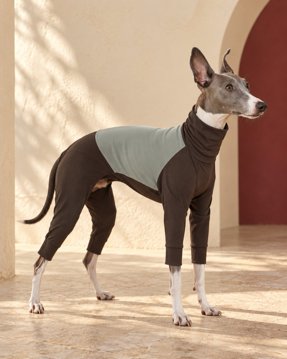Two-Tone Four-Leg Iggy Summer Layer in Dark Brown, worn by an Italian Greyhound