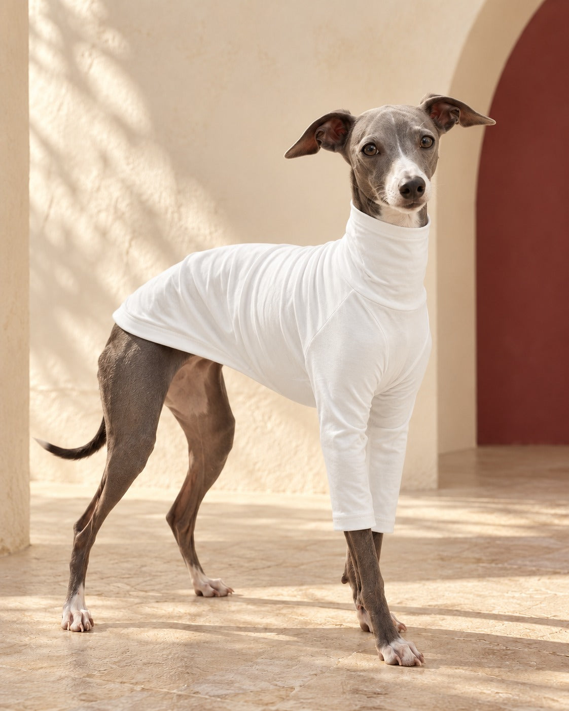 White Cotton Iggy Base Layer in White, worn by an Italian Greyhound