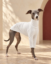 White Cotton Iggy Base Layer in White, worn by an Italian Greyhound