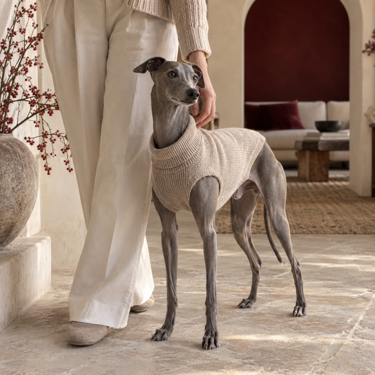 Italian Greyhound wearing a cream sweater at home with its owner