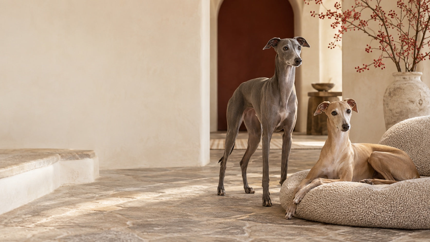 Two Italian Greyhounds in a warm living room